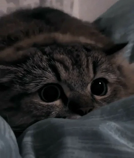 кошка животное кошки малого и среднего размера