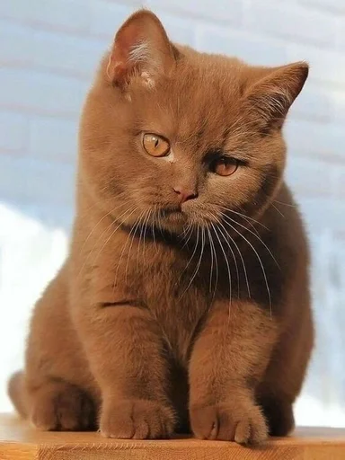 животное млекопитающее кошка