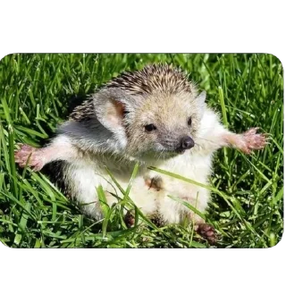 Sticker Ёфыки - 3