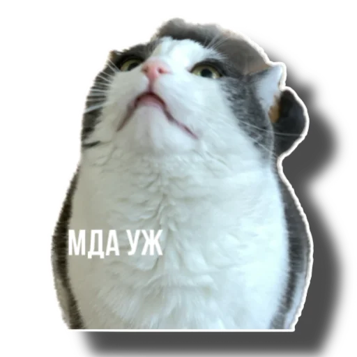 Еж свинье товарищ - 