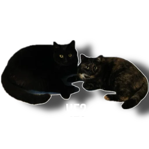 Sticker Eg_i_svin - 1