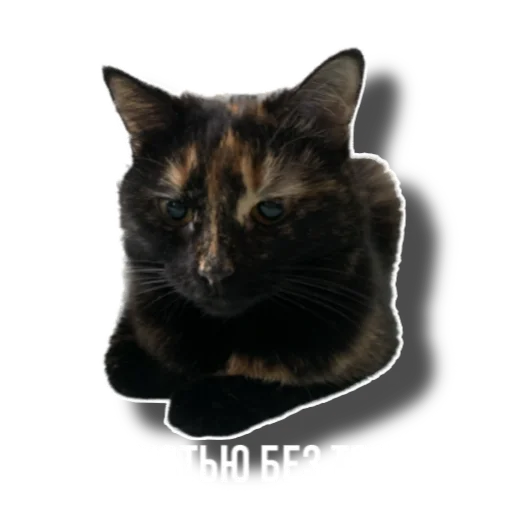 Sticker Eg_i_svin - 1