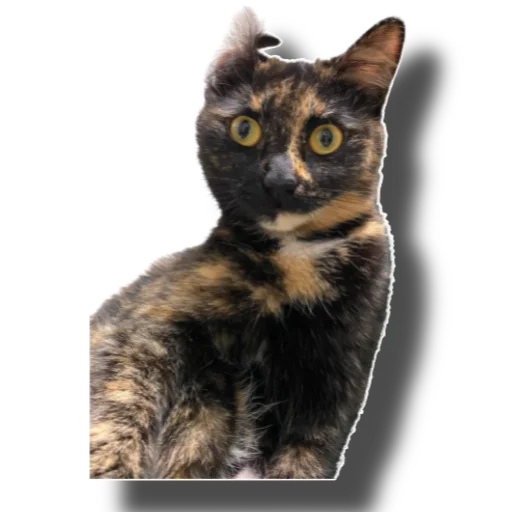 Sticker Eg_i_svin - 1