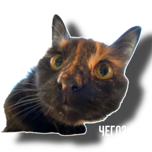 Sticker Eg_i_svin - 1