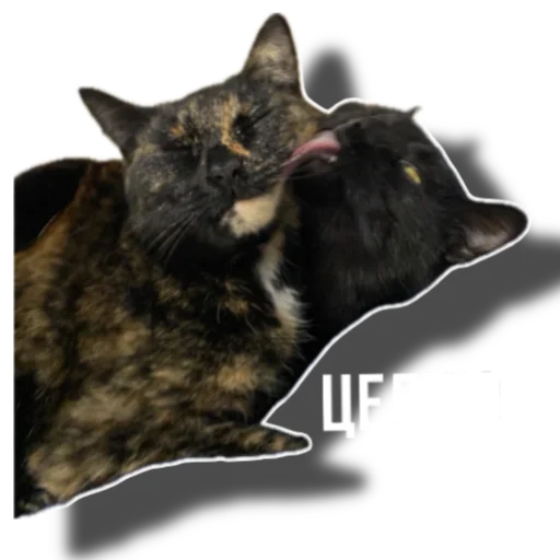 Sticker Eg_i_svin - 1