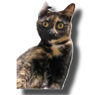 Sticker Еж свинье товарищ - 8