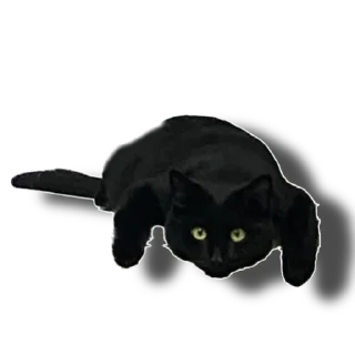 Sticker Еж свинье товарищ - 6