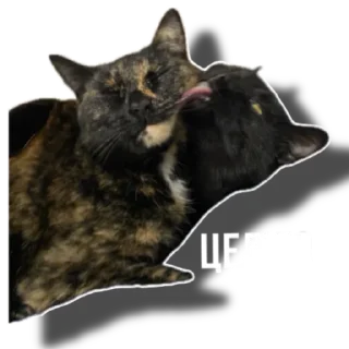 Sticker Еж свинье товарищ - 2