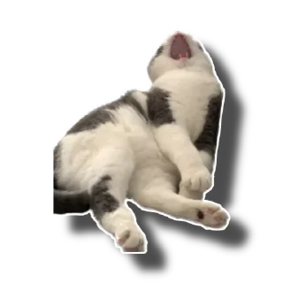 Sticker Еж свинье товарищ - 1