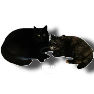 Sticker Еж свинье товарищ - 11