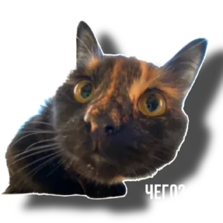 Sticker Еж свинье товарищ - 5