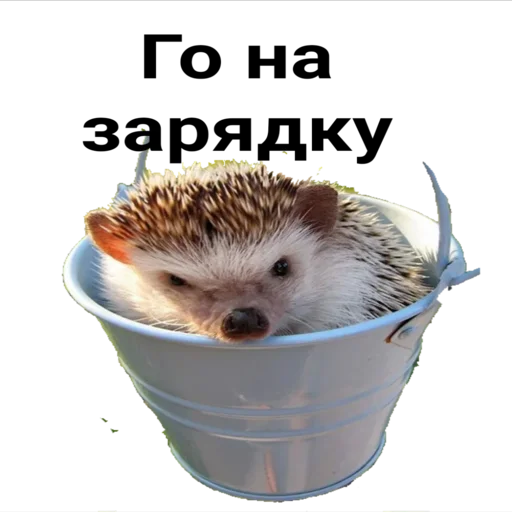 hedgehog_(@Wellness_sveta - 