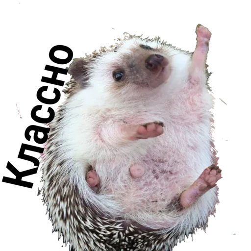 Sticker Egik_wellnessveta - 1