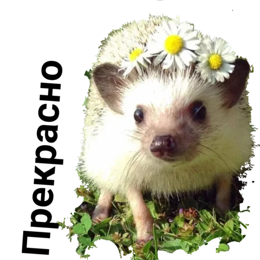 Sticker Egik_wellnessveta - 1