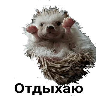Sticker hedgehog_(@Wellness_sveta - 4