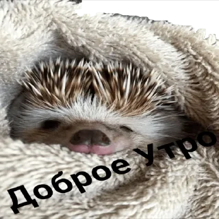 Sticker hedgehog_(@Wellness_sveta - 5