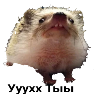 Sticker hedgehog_(@Wellness_sveta - 7