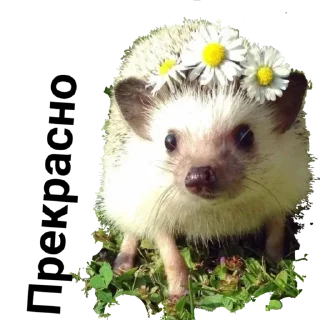 Sticker hedgehog_(@Wellness_sveta - 1