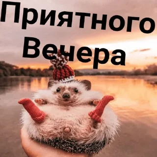 Sticker hedgehog_(@Wellness_sveta - 9