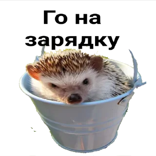 Sticker hedgehog_(@Wellness_sveta - 6