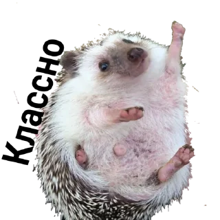 Sticker hedgehog_(@Wellness_sveta - 3