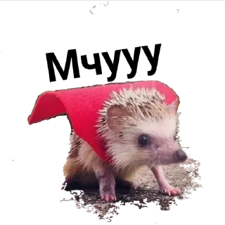 Sticker hedgehog_(@Wellness_sveta - 2