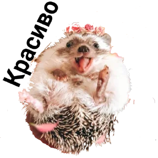 Sticker hedgehog_(@Wellness_sveta - 8