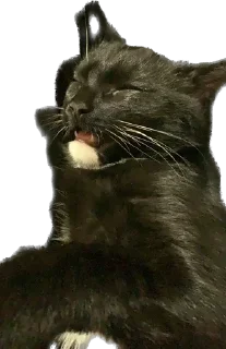 Стикер Kek - 2