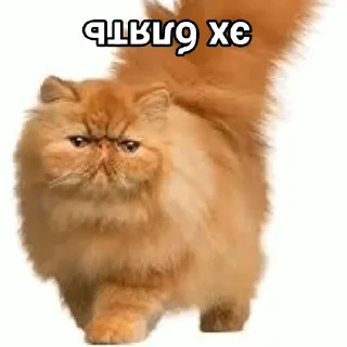 Стикер Эх бляя - 10