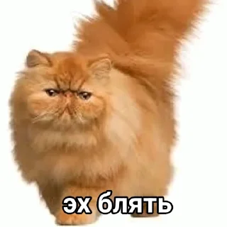 Стикер Эх бляя - 2