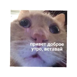 Sticker Больше стиков тут: @stikery4 - 9