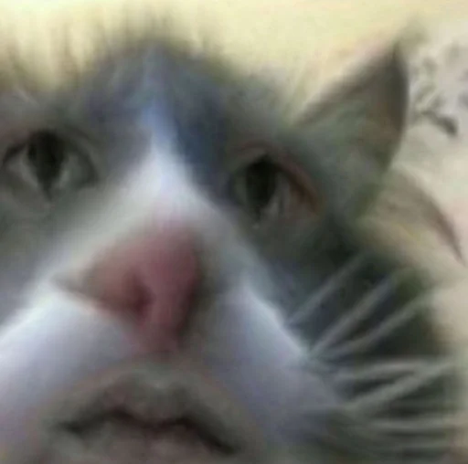 млекопитающее кошка животное