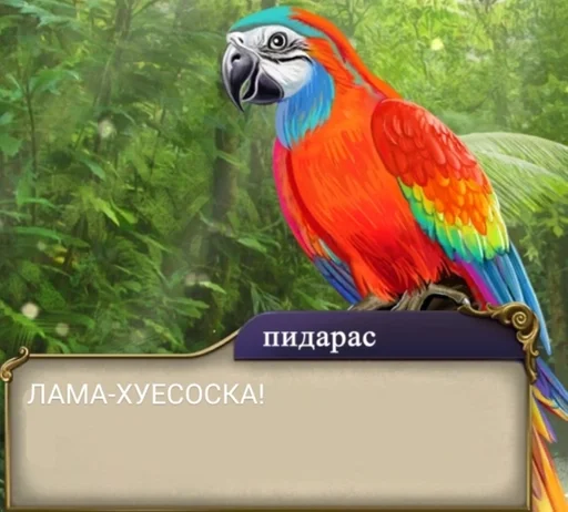 animal bird parrot