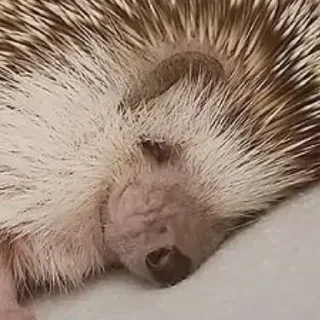 Стикер Ёжик - 1