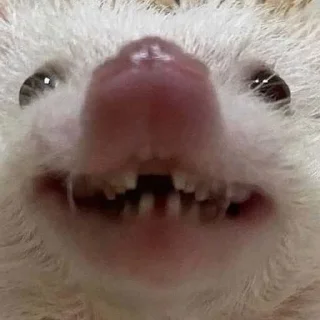 Стикер Ёжик - 0