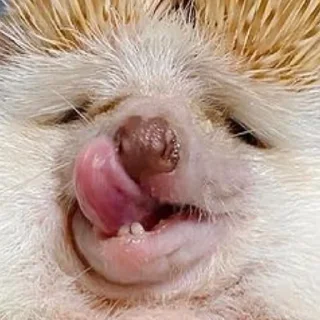 Стикер Ёжик - 7