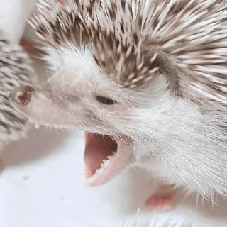 Стикер Ёжик - 2