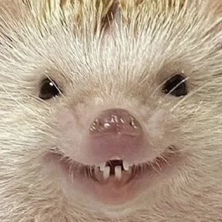 Стикер Ёжик - 6