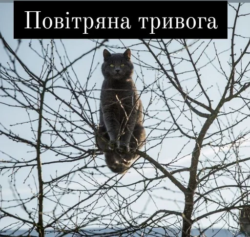 животное на открытом воздухе дерево