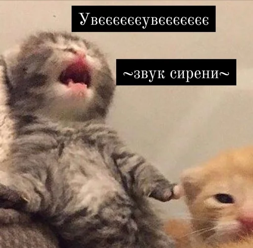 млекопитающее животное кошка