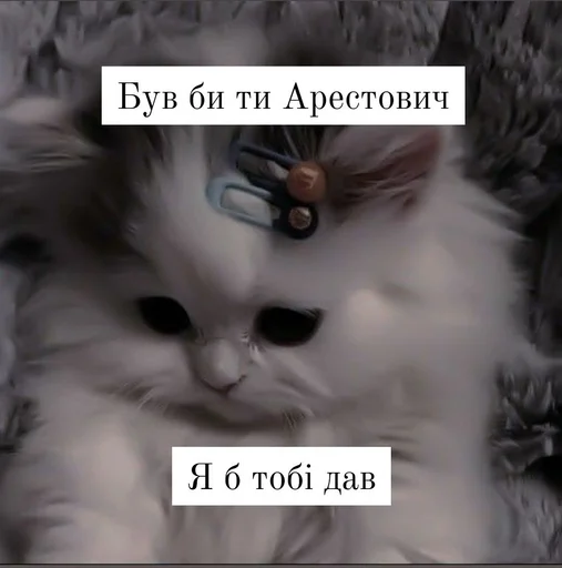 кошка млекопитающее животное