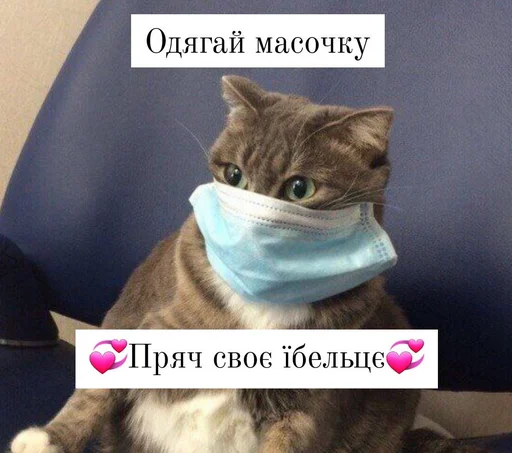 кошки малого и среднего размера кошачьи кошка