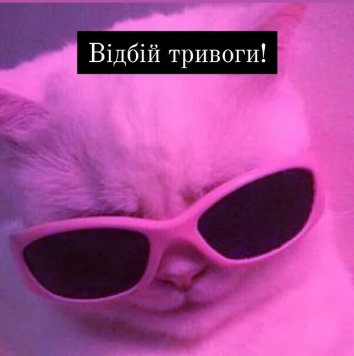 кошка животное защитные очки