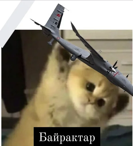 животное кошка самолёт