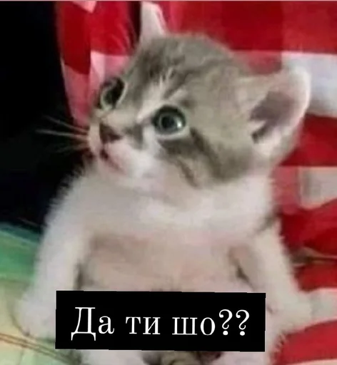 СМС млекопитающее животное