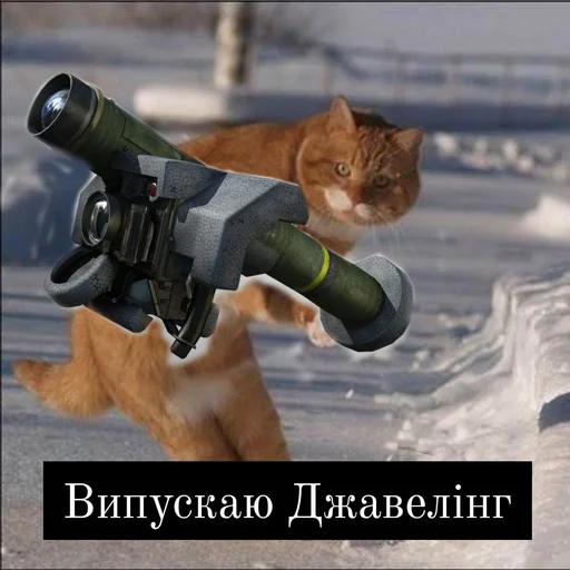 животное кошка млекопитающее