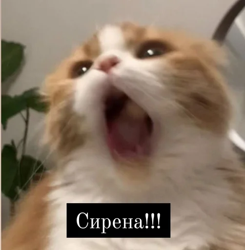 млекопитающее животное кошка