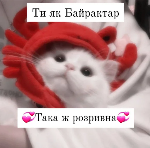 кошки малого и среднего размера СМС кошка