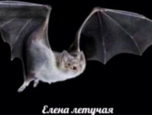 Елена летучая - 