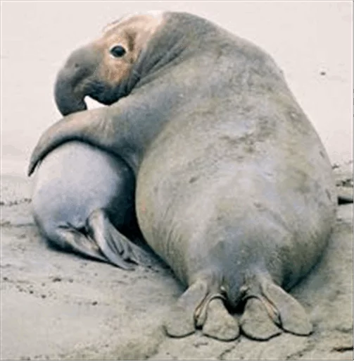 Sticker Elephant seal @ElOlive @Wapster - 6